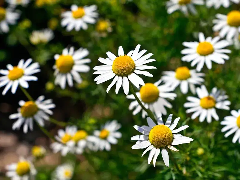 Pest Repelling Plants: Chamomile