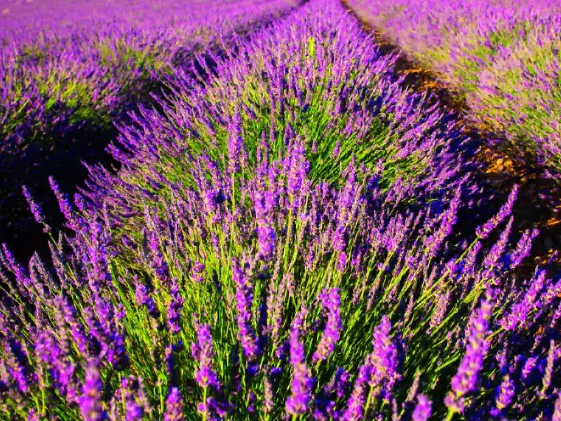Pest Repelling Plants: Lavendar