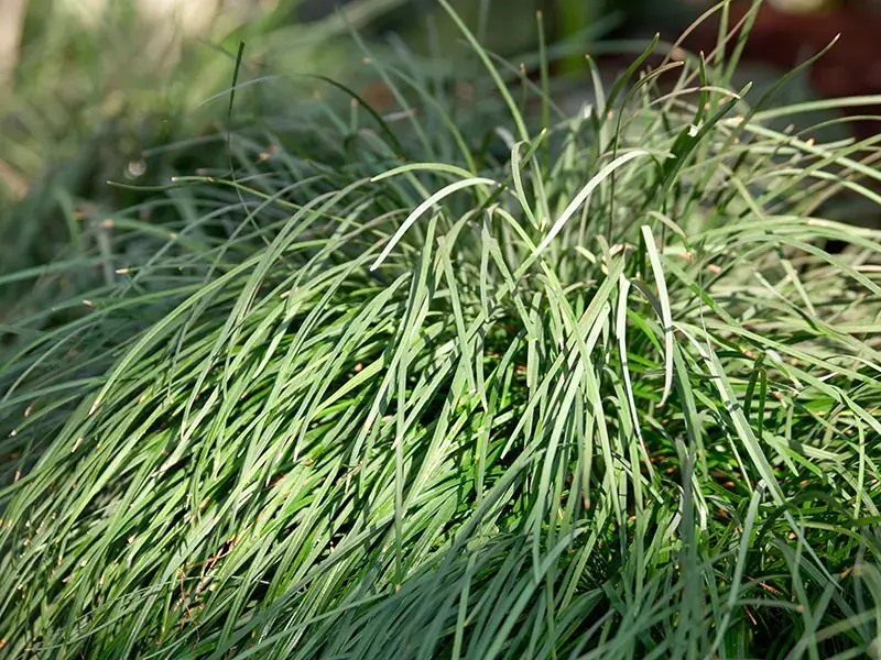 Pest Repelling Plants: Lemon-Grass
