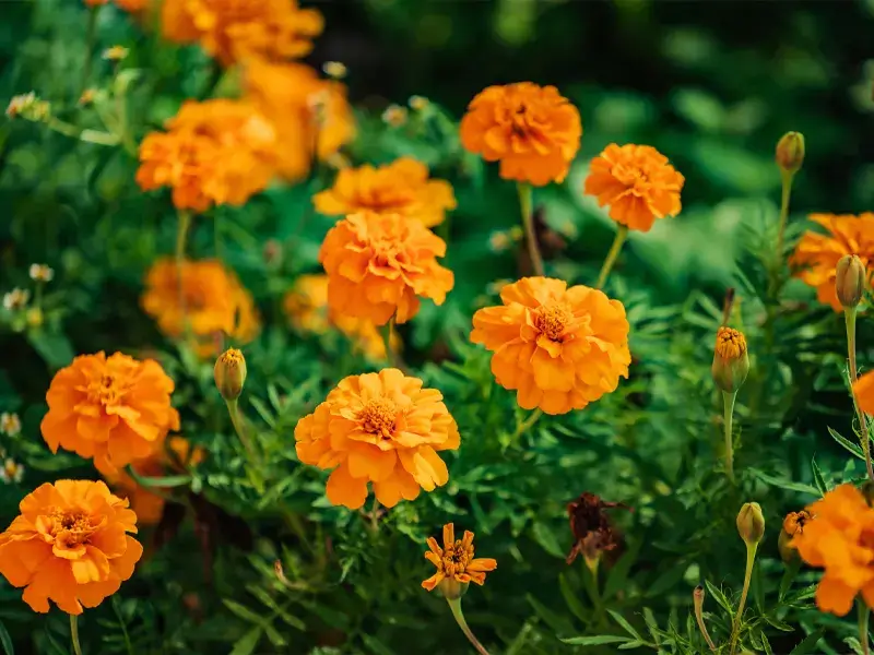 Pest Repelling Plants: Marigold