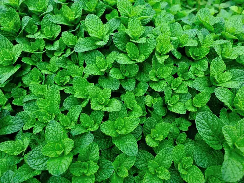 Pest Repelling Plants: Mint