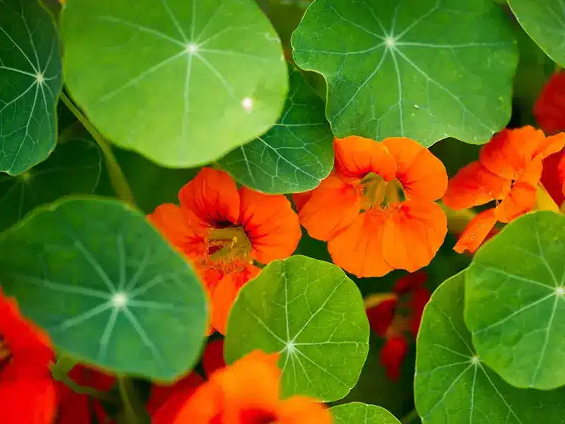 Pest Repelling Plants: Nasturtuims