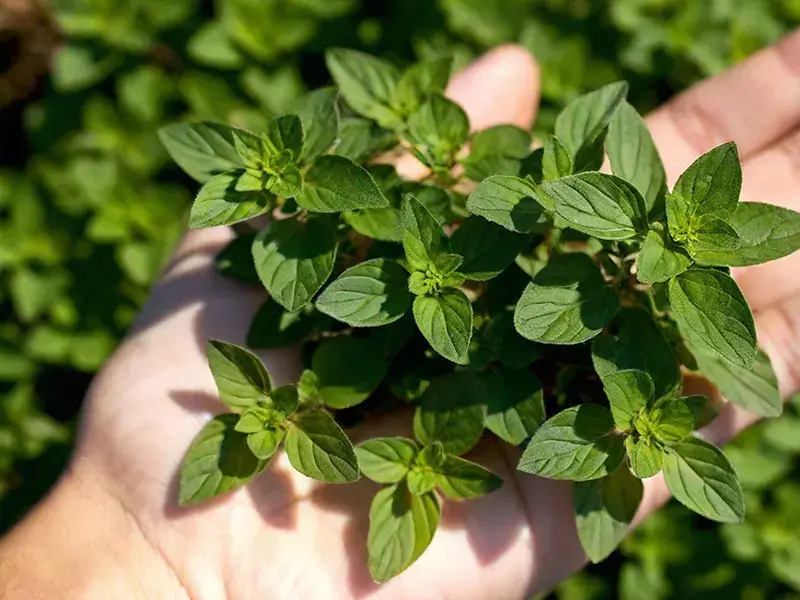 Pest Repelling Plants: Oregano
