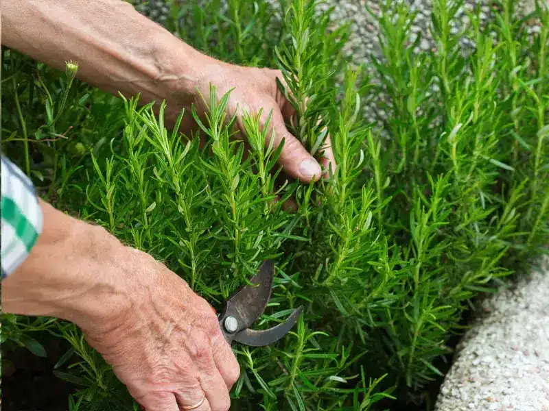 Pest Repelling Plants: Rosemary