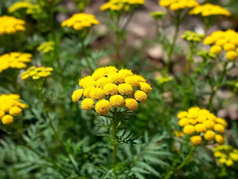 Pest Repelling Plants: Tansy