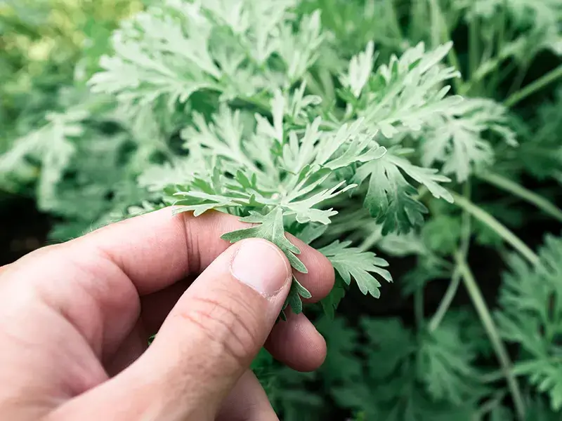 Pest Repelling Plants: Wormwood