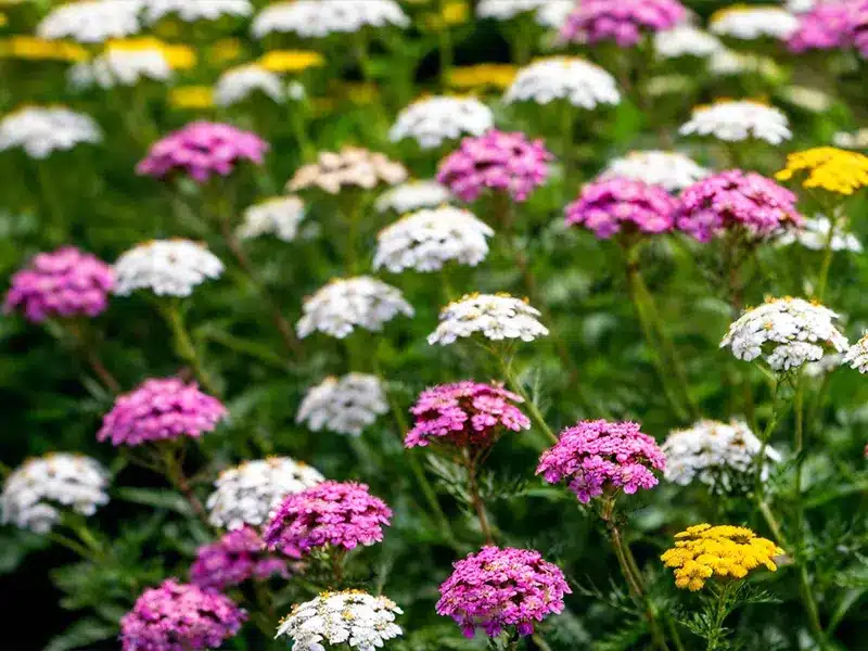 Pest Repelling Plants: Yarrow