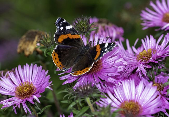 Foundation Landscaping Bee Pollinator Friendly Pest Control