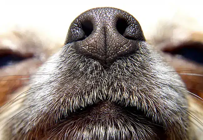 foundation landscaping pet friendly pest control
